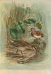 Gallinago gallinula - Johann Friedrich Naumann — vista dell’opera