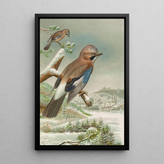 Johann Friedrich Naumann - Garrulus glandarius.webp