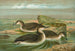 Gavia arctica L, Smergo arctico - Johann Friedrich Naumann — vista dell’opera
