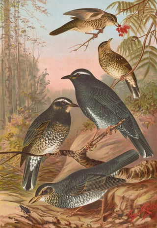 Johann Friedrich Naumann - Geocichla sibirica.webp
