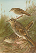 Geocichla varia Geocichla dauma - Johann Friedrich Naumann — Ansicht des Kunstwerks