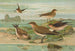 Glareola pratincola Glareola melanoptera Nordm - Johann Friedrich Naumann — Ansicht des Kunstwerks