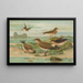Glareola pratincola Glareola melanoptera Nordm - Johann Friedrich Naumann — gerahmtes Bild an der Wand
