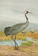 Grus grus - Johann Friedrich Naumann — artwork view