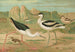 Himantopus himantopus Recurvirostra avocetta - Johann Friedrich Naumann — Ansicht des Kunstwerks