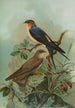Hirundo rufula Temm Biblis rupestris - Johann Friedrich Naumann — vista dell’opera