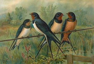 Johann Friedrich Naumann - Hirundo rustica Hirundo rustica Savignii.webp
