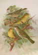 Hypolais pallida philomela polyglotta olivetorum - Johann Friedrich Naumann — Ansicht des Kunstwerks