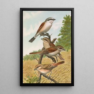 Johann Friedrich Naumann - Lanius collurio Lanius isabellinus Ehrenberg.webp