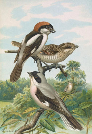 Johann Friedrich Naumann - Lanius minor Lanius senator.webp