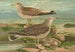 Larus canus Larus argentatus Brunn - Johann Friedrich Naumann — vista dell’opera