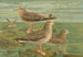 Larus fuscus Larus marinus Larus glaucus Brünn - Johann Friedrich Naumann — Ansicht des Kunstwerks