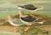 Larus fuscus Larus marinus Larus glaucus Brunn - Johann Friedrich Naumann — Ansicht des Kunstwerks