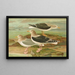Larus fuscus Larus marinus Larus glaucus Brunn - Johann Friedrich Naumann — gerahmtes Bild an der Wand