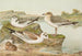 Larus minutus Pall Larus ridibundus Larus melanocephalus - Johann Friedrich Naumann — Ansicht des Kunstwerks