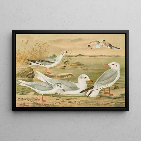 Johann Friedrich Naumann - Larus minutus Pall Larus ridibundus Larus melanocephalus Natt Larus Philadelphia Ord.webp