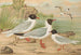 Larus minutus Pall, Larus ridibundus, Larus melanocephalus, Natt, Larus minutus Pall - Johann Friedrich Naumann — vista dell’opera