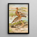 Limosa limosa Limosa lapponica - Johann Friedrich Naumann — quadro incorniciato alla parete