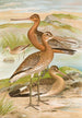 Limosa limosa Limosa lapponica - Johann Friedrich Naumann — vista dell’opera