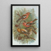 Loxia leucoptera Gm Loxia bifasciata Brehm - Johann Friedrich Naumann — quadro incorniciato alla parete