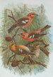 Loxia leucoptera Gm Loxia bifasciata Brehm - Johann Friedrich Naumann — vista dell’opera