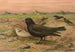 Melanocorypha yeltoniensis - Johann Friedrich Naumann — vista dell’opera