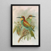 Merops apiaster - Johann Friedrich Naumann — quadro incorniciato alla parete
