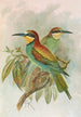 Merops apiaster - Johann Friedrich Naumann — vista dell’opera