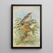 Miliaria calandra Emberiza melanocephala Scopoli - Johann Friedrich Naumann — gerahmtes Bild an der Wand