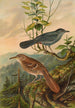 Mimus carolinensis Harporhynchus rufus - Johann Friedrich Naumann — vista dell’opera