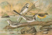 Motacilla alba, Motacilla boarula - Johann Friedrich Naumann — vista dell’opera