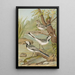 Motacilla alba - Johann Friedrich Naumann — quadro incorniciato alla parete