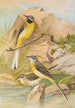 Motacilla boarula - Johann Friedrich Naumann — vista dell’opera