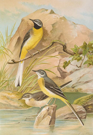 Johann Friedrich Naumann - Motacilla boarula.webp