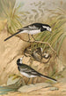 Motacilla lugubris Temm - Johann Friedrich Naumann — vista dell’opera