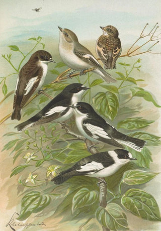 Johann Friedrich Naumann - Muscicapa atricapill Muscicapa collaris semitorquata Muscicapa collaris Bechst.webp