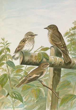 Johann Friedrich Naumann - Muscicapa grisola Muscicapa atricapilla.webp