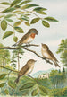 Muscicapa parva Bechst - Johann Friedrich Naumann — Ansicht des Kunstwerks