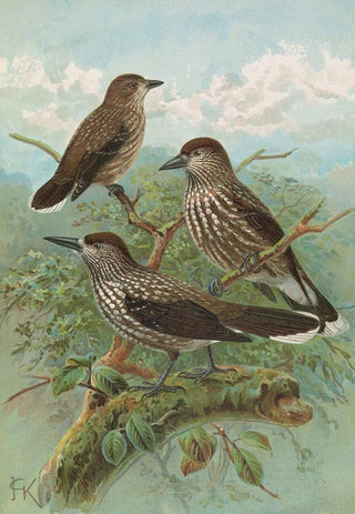 Johann Friedrich Naumann - Nucifraga caryocatactes.webp