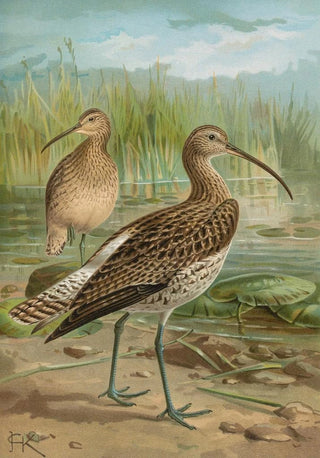 Johann Friedrich Naumann - Numenius arcuatus.webp