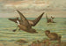 Oceanodroma leucorrhoa Vieill Gabbiano dalla coda biforcuta - Johann Friedrich Naumann — vista dell’opera