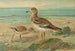 Œdicnème œdicnème - Johann Friedrich Naumann — vista dell’opera
