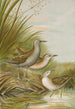 Ortygometra parva - Johann Friedrich Naumann — vista dell’opera