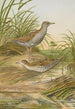 Ortygometra pusilla - Johann Friedrich Naumann — Ansicht des Kunstwerks