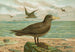 Ossifraga gigantea GMEL Großer Petrel - Johann Friedrich Naumann — Ansicht des Kunstwerks