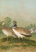 Otis tetrax - Johann Friedrich Naumann — Ansicht des Kunstwerks