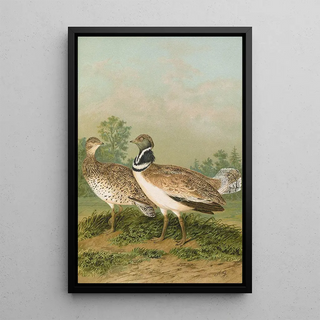 Johann Friedrich Naumann - Otis tetrax.webp