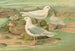 Pagophila eburnea, Phipps, Larus leucopterus, Faber - Johann Friedrich Naumann — Ansicht des Kunstwerks