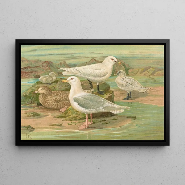 Johann Friedrich Naumann - Pagophila eburnea Phipps Larus leucopterus Faber.webp