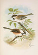 Parus cinctus Parus lugubris - Johann Friedrich Naumann — vista dell’opera